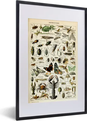 Produktbild von MuchoWow® Gerahmtes Poster Tiere - Adolphe Millot - Vintage - Insekten - Kunst 40x60 cm - Poster mit Schwarzem Bilderrahmen Wandposter Rahmen Foto Bilder - Poster in Rahmen