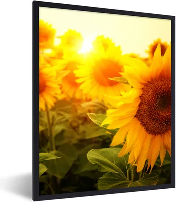 Produktbild von MuchoWow® Gerahmtes Poster Sonnenblume - Gelb - Blumen - Sonne 60x80 cm - Poster mit Schwarzem Bilderrahmen Wandposter Rahmen Foto Bilder - Premium - Wanddeko Wohnzimmer