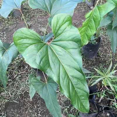 Zdjęcie produktu dla Anthurium (Anthurium brownii) - 1 nasiono, które zaczęło kiełkować