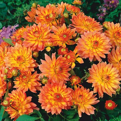 Immagine prodotto di Dalia decorativa Gallery Pablo 1 pz. Dalia piantine piantina tuberi grandi
