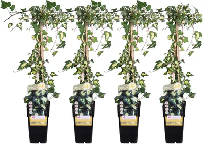 Produktbild von 4X - Hedera Colchica 'Dentata Variegata' - ↨65Cm - Ø15
