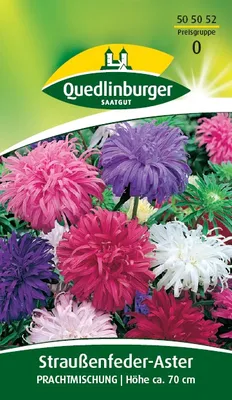 Produktbild von Straussenfederaster, Mischung.