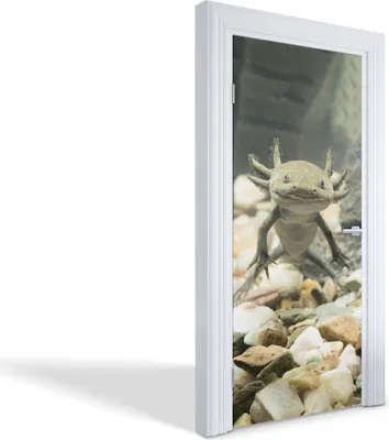 Produktbild von Türdeko Aufkleber Selbstklebende Wandsticker Personalisiert - Lächelnder Axolotl - 95 x 205 cm
