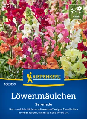 Artikelbild 2 von 'Löwenmäulchen Serenade' aus der Kategorie Löwenmaulsamen