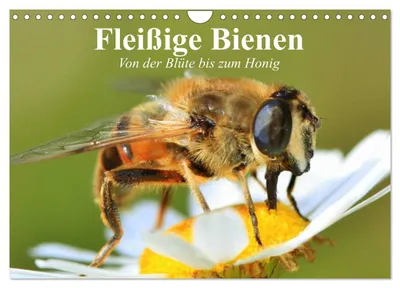 Produktbild von Fleißige Bienen. Von der Blüte bis zum Honig (Wandkalender 2027 DIN A4 quer), CALVENDO Monatskalender