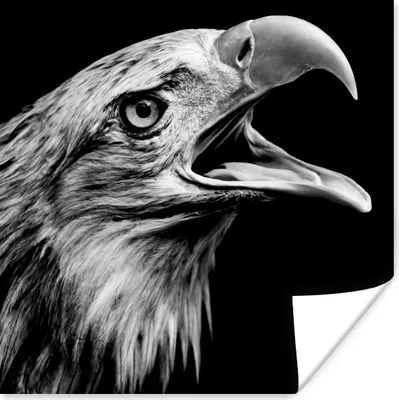 Produktbild von MuchoWow® Poster Adler - Porträt - Raubvögel - Schwarz - Weiß - Vogel 50x50 cm - Wohnzimmerdekoration