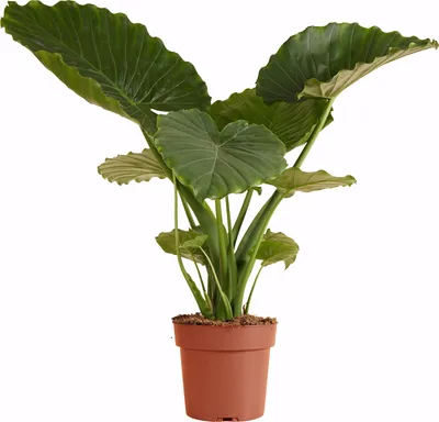 Produktbild von 1x Alocasia Gageana California P21 H70