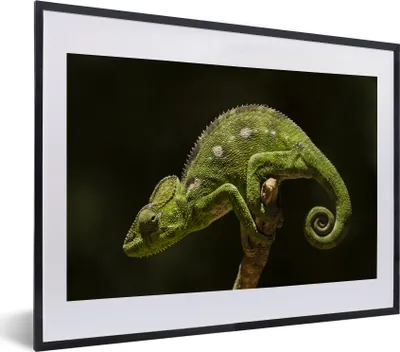 Produktbild von MuchoWow® MuchoWow® Gerahmtes Poster Ruhendes Chamäleon 40x30 cm - Poster mit zchwarzem Bilderrahmen - Bilderrahmen - Poster im Rahmen