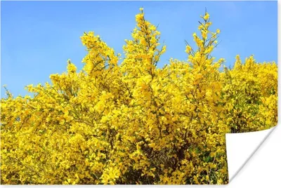 Produktbild von MuchoWow® Poster Blühender Ginster mit blauem Himmel 180x120 cm - Fotoplakat