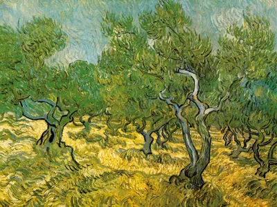 Produktbild von Vincent Van Gogh Kunstdruck Bild - Olivenhain, 1889 (60 x 80 cm)
