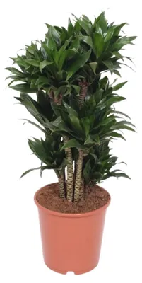 Produktbild von Dracaena Compacta - 70-80cm - Ø24cm - Zimmerpflanze - Immergrün