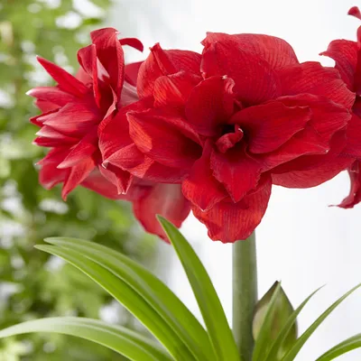 Immagine prodotto di Hippeastrum Zwartnica Amarylis Amarantia 1 pz Bulbi Bulbi di amarilli