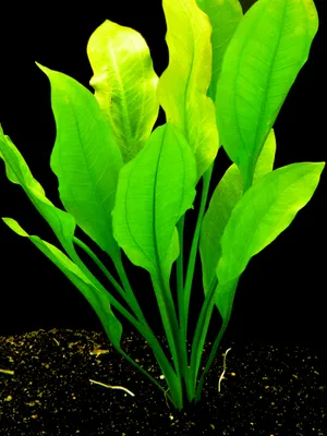 Produktbild von 1 Bund Blehers Schwertpflanze (Echinodorus Bleheri)