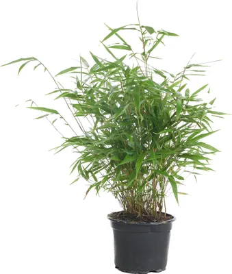 Zdjęcie produktu dla Bloomique - Fargesia Rufa - Bambus - Nierozprzestrzeniający się - Zimozielony - Roślina ogrodowa - Wysokość 40-60 cm - Doniczka 17 cm