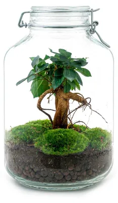 Obrázek produktu pro Zahrada z láhve "Mason Jar" - terárium pro kutily - výška 28 cm - s bonsají fíkusu ženšenu