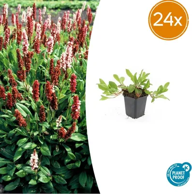 Zdjęcie produktu dla Persicaria aff. 'Darjeeling Red' | 24 sztuki - 10-25cm - Ø9cm - Roślina ogrodowa