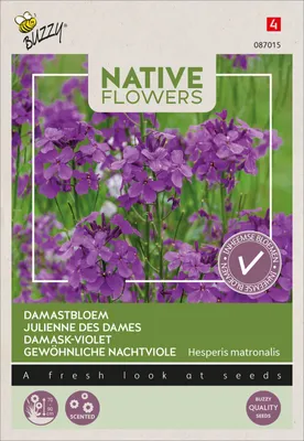 Artikelbild 2 von 'Nachtviole' aus der Kategorie Veilchensamen