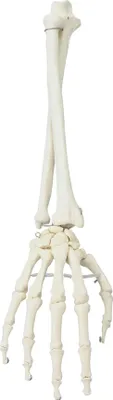 Immagine prodotto di Modello di mano Erler con avambraccio