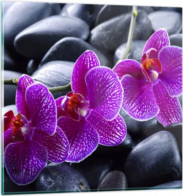 Produktbild von Bilder auf glas - Blumen Steine Violett Aromatherapie - 40x40cm - Glasbilder - Wandbilder - Kunstdruck - Wanddekoration aus Glas - Glas Bilder - Wandbild auf Glas - GAC40x40-0440