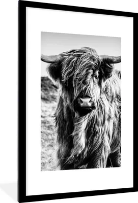 Produktbild von MuchoWow® Gerahmtes Poster Schottischer Highlander - Natur - Kuh - Schwarz - Weiß 60x90 cm - Poster mit Schwarzem Bilderrahmen Wandposter Rahmen Foto Bilder - Dekoration - Wandposter Wohnzimmer - Hochwertig