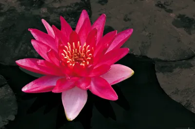 Produktbild von Blumen Kunstdruck Bild - Blütenzauber, Rote Seerose (80 x 120 cm)