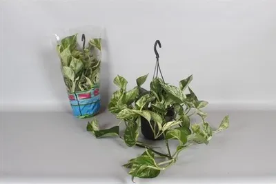 Zdjęcie produktu dla Epipremnum pinnatum Marble Queen kosz wiszący ok. 40 cm - Bluszcz - Bluszcz plamisty