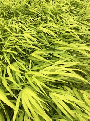 Obrázok produktu pre 6 x Hakonechloa macra 'All Gold' - japonská horská tráva v kvetináči 9x9 cm