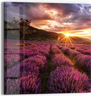 Produktbild von DEQORI Glasbild Echtglas 30x30 cm 'Lavendelreihen am Abend' Wandbild Bild modern Deko