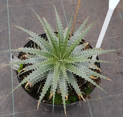 Image de Deuterocohnia longipetala