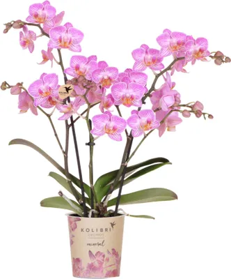 Produktbild von Kolibri Orchids | Rosa Phalaenopsis-Orchidee Topfgröße Ø9cm | Switzerland | Blühende Zimmerpflanze – Frisch vom Züchter