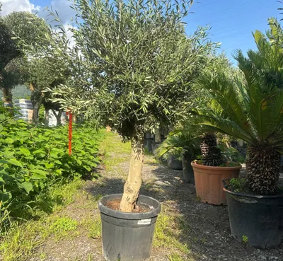 Produktbild von Olivenbaum Oliv "20 Jahre" gute Qualität, Stammumfang 20 - 30 cm, winterhart, Olea Europaea