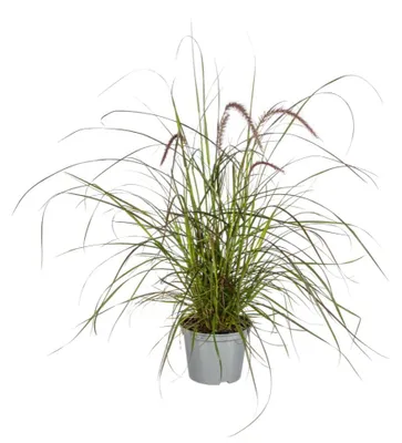 Zdjęcie produktu dla Pennisetum x advena Rubrum | 4 sztuki - 50-60cm - Ø13cm - Roślina ogrodowa