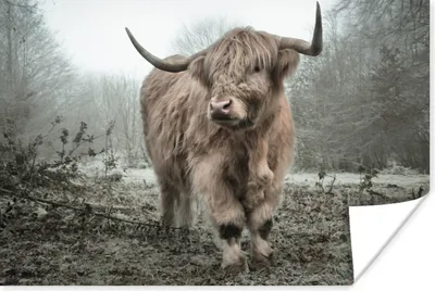 Produktbild von MuchoWow® Poster Schottischer Highlander - Wald - Nebel - Kuh - Tiere - Natur 180x120 cm - Fotoplakat