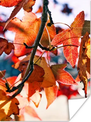 Produktbild von MuchoWow® Poster Ahorn - Blätter - Rustikal - Herbst 90x120 cm - Wohnzimmer