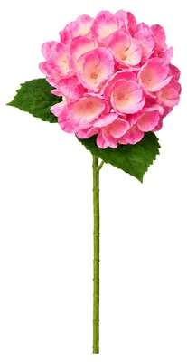 Produktbild von G.blümt Künstliche Hortensien 64 cm lang, Kunstblumen Real Touch wie echt, Rosa 1 Stück