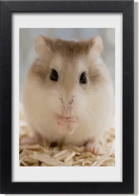 Produktbild von Bild 20x30 MDF-Rahmen, Wandkunst Hamster