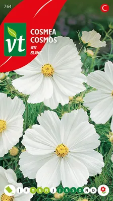Produktbild von Cosmea Blanc Samen - Ca. 1 gr | VT_764