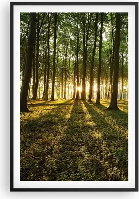 Produktbild von Gerahmtes Poster - Schwarzer Rahmen - Wald grün Sonnenstrahlen Natur - 61x91,5 cm - Wand Bild - Wanddeko - Wandbilder - Wandposter - Bilderrahmen - Bilder - Kunstdruck - Wandbild - P2BPA61x91-2510