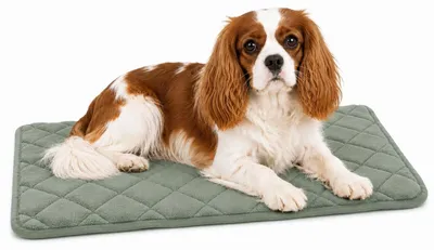 Productafbeelding van Hondenbed - Kattenbed, orthopedisch, Weimar, groen - Memory foam hondenkussen voor