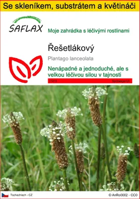 Obrázek produktu pro SAFLAX Kultivační sada - řešetlákový - Plantago lanceolata - 100 Semena - S mini skleníkem, pěstebním substrátem a 2 květináči