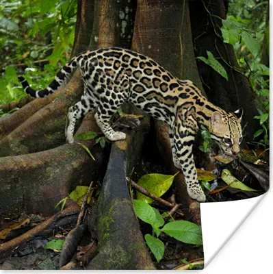 Produktbild von MuchoWow® Poster Ozelot im Dschungel von Costa Rica 100x100 cm - Babyzimmer