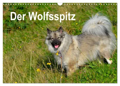 Produktbild von Der Wolfsspitz (Wandkalender 2027 DIN A3 quer), CALVENDO Monatskalender