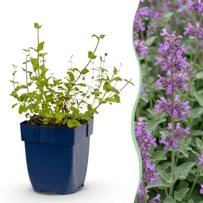 Image de Green boutiQ - Nepeta racemosa (Perennial) - Menthe à chat - Attire les abeilles et les papillons - Fleurs bleues - 24 plants - Pot de 11 cm - Hauteur : 15-25 cm