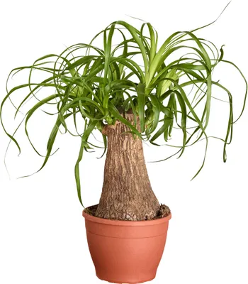 Produktbild von Dehner Elefantenfuß, Beaucarnea recurvata, einstämmig, ca. 30-35 cm inkl. Pflanztopf, Ø Topf 12 cm, Zimmerpflanze