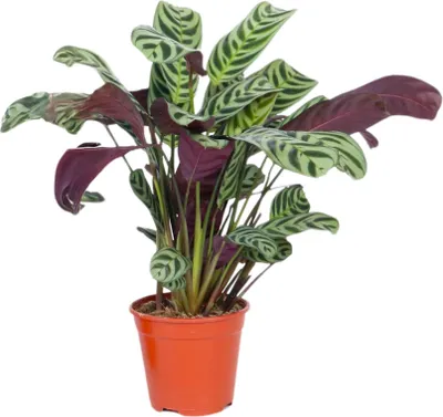 Image de Plante Dormeuse - Ctenanthe 'burle-marxii' - Hauteur 25-40cm - ⌀12cm