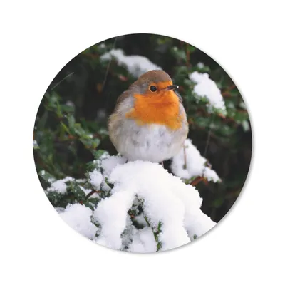 Produktbild von MuchoWow® Mauspad Mousepad Rotkehlchen - Baum - Schnee 30x30 cm - Mousepads - Maus Mat - Pad - Mausunterlage - Tischunterlage - Schreibtischmatten