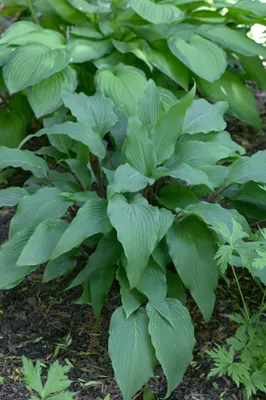 Produktbild von Funkie Red October, im Topf - Hosta lancifolia