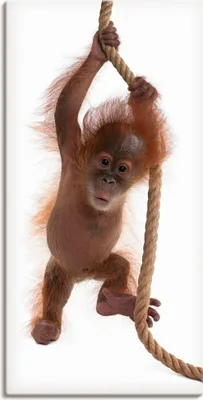 Produktbild von ARTland Leinwandbild Baby Orang Utan hängt am Seil I Größe: 30x60 cm