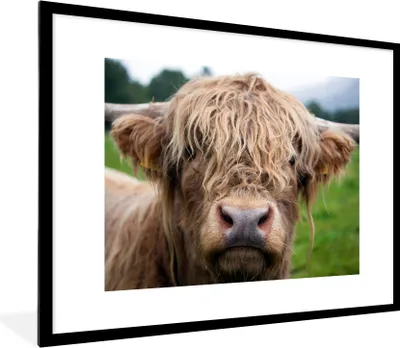 Produktbild von MuchoWow® Gerahmtes Poster Schottische Highlander - Gras - Wald 80x60 cm - Poster mit Schwarzem Bilderrahmen Wandposter Rahmen Foto Bilder - Schlafzimmer-Dekorationen - Fotoposter