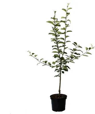 Produktbild von Rote Sternrenette Winterapfel Weihnachtsapfel Busch ca. 110-140 cm C10 M26